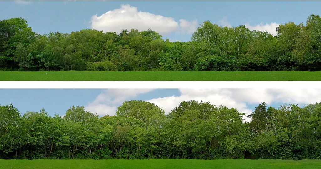 95127 00 GAUGE 15" TREES OO Gauge 15" High Backscene
