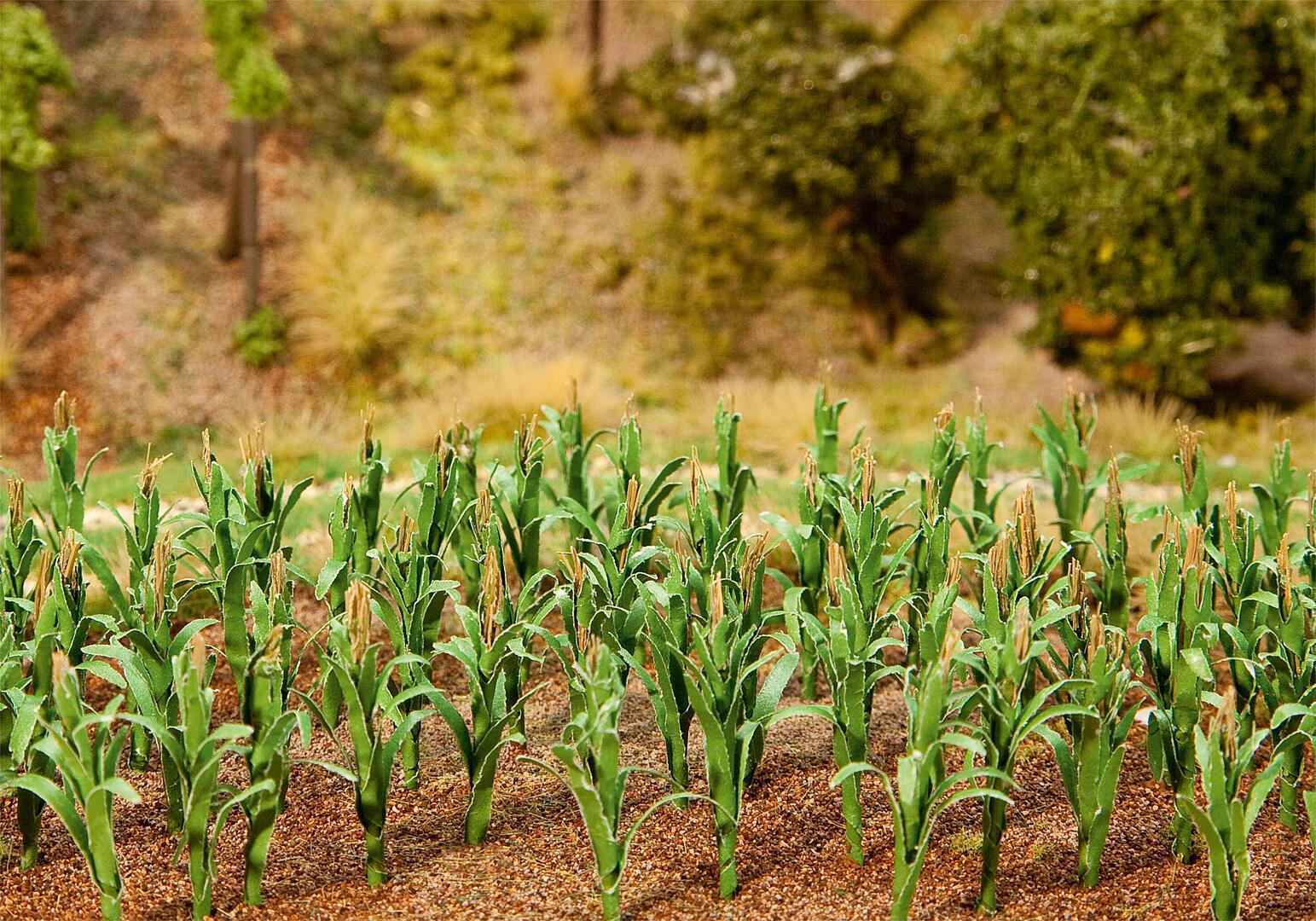 181250 Maize Plants 25mm (36)