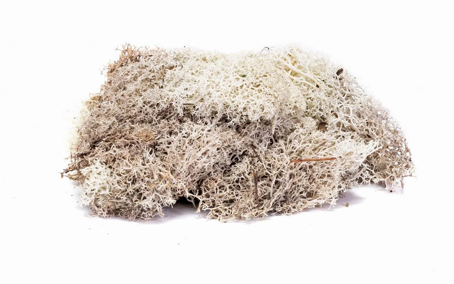 R7193 Lichen - Stone Grey