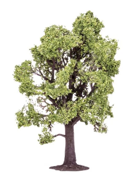 R7219 Beech Tree