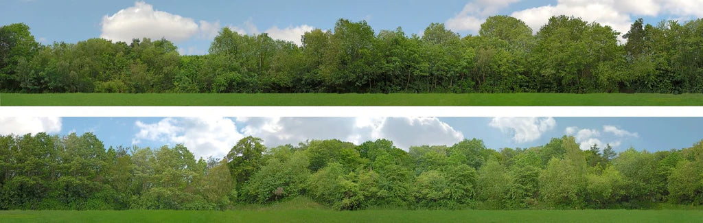 95129 PREMIUM 9 " N GAUGE TREES 9" High Backscene