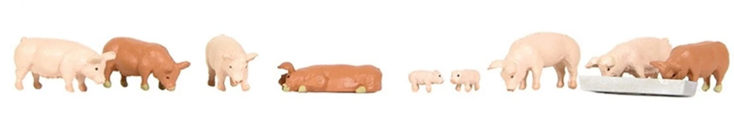36-082 Pigs
