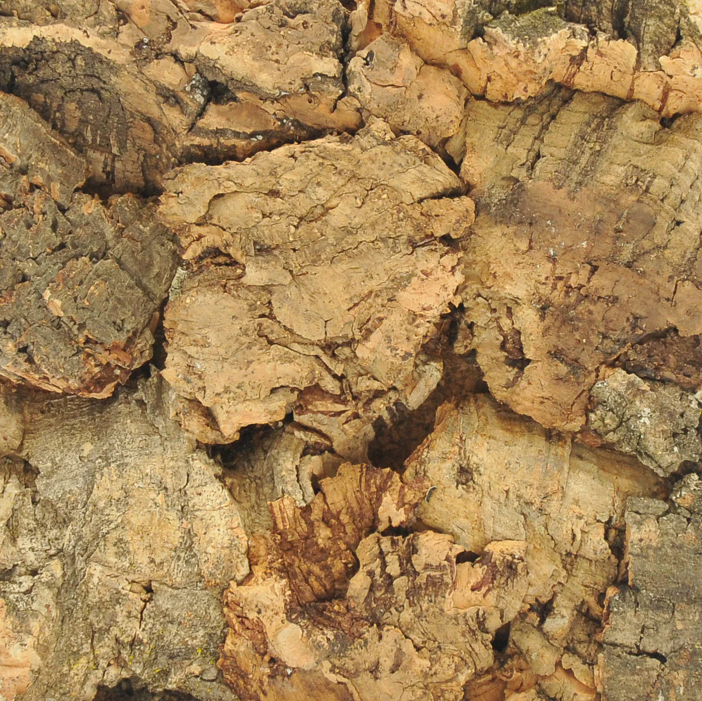 SPD-2010 Extra Large Cork Bark - 150 mm x 150 mm - 20mm Thick - Image 5