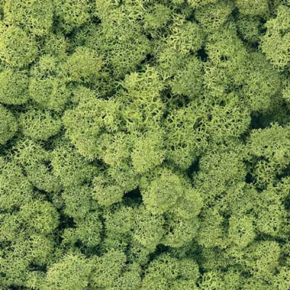 Lichen EX.1033 Light Green 250g