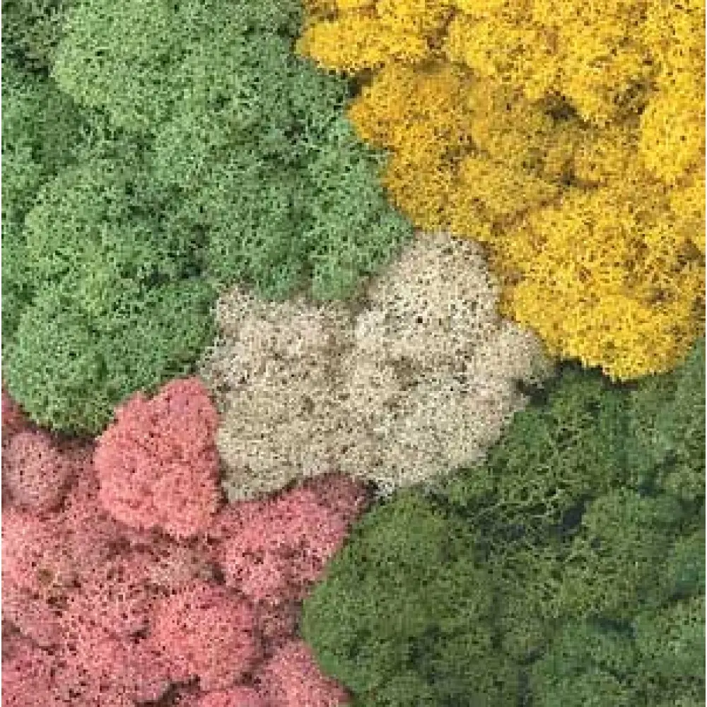 Lichen EX.1020 Total Mix 125g