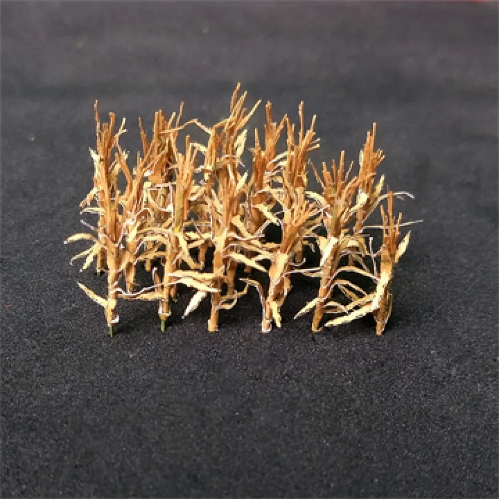 00927 Dried Corn Stalks