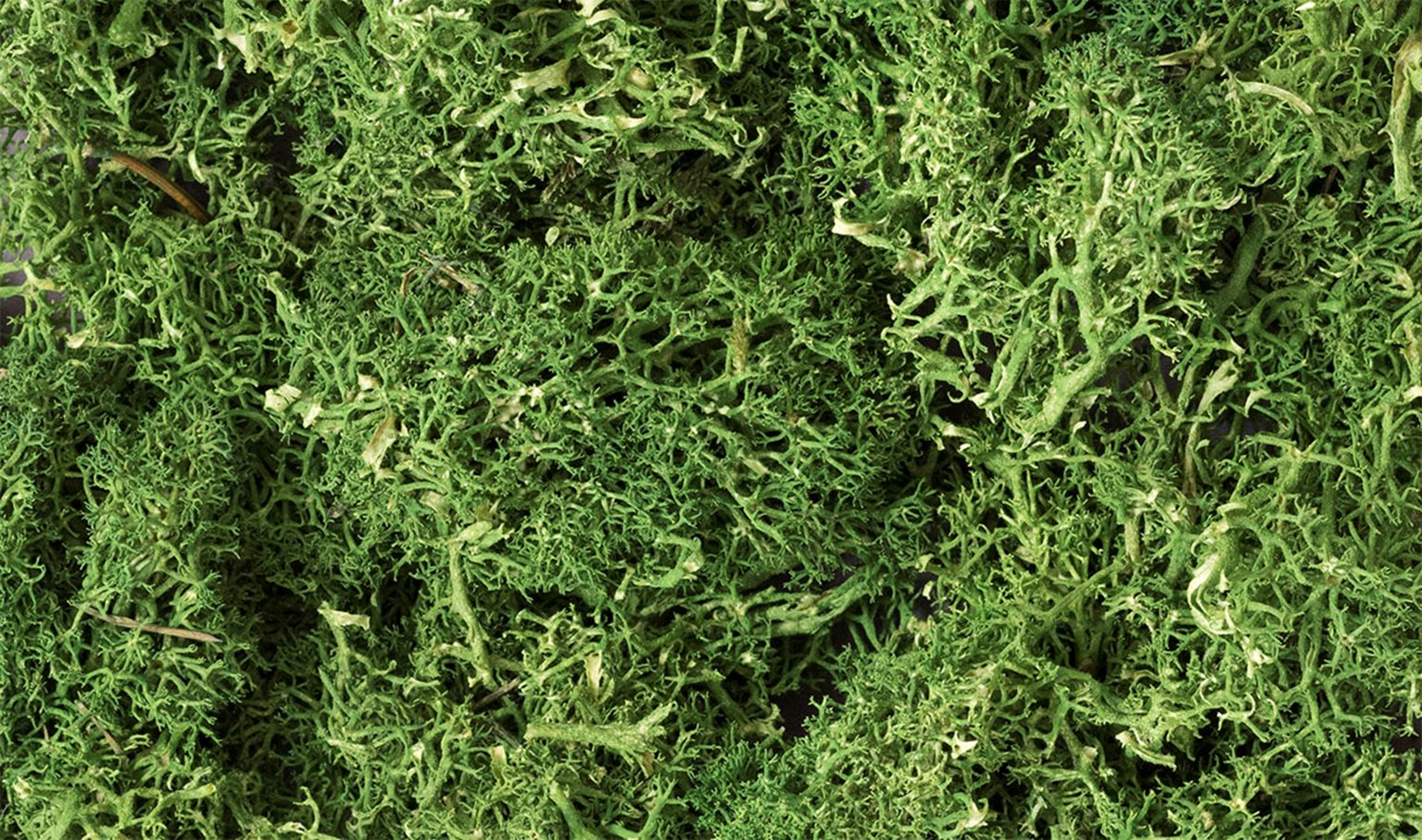 WL163 L163 Medium Green Lichen