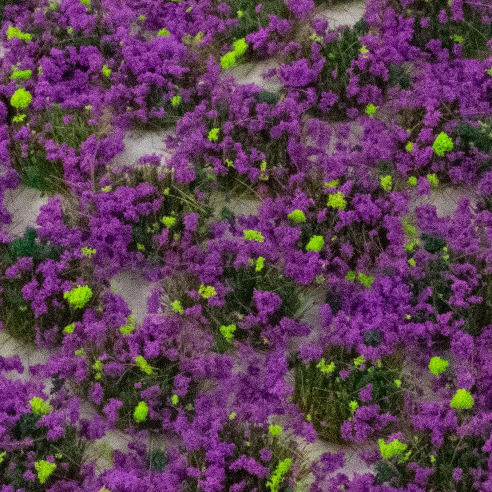 W3T-HE4 4mm Heather Self-Adhesive Static Grass Tufts x 100 - Image 3